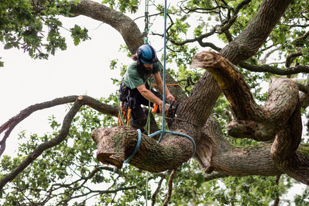 Tree Service Coronado CA