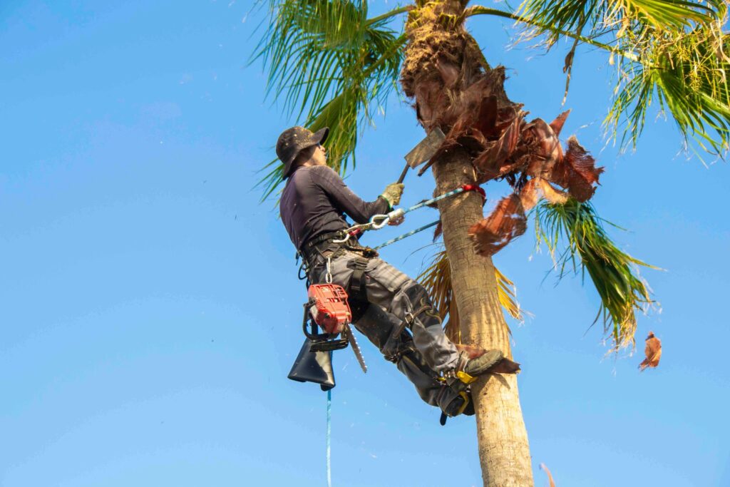 Tree Service La Jolla