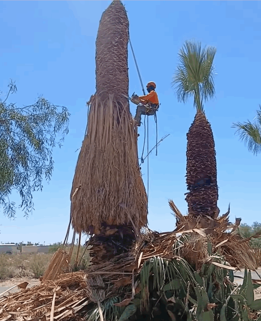 Tree Service San Diego